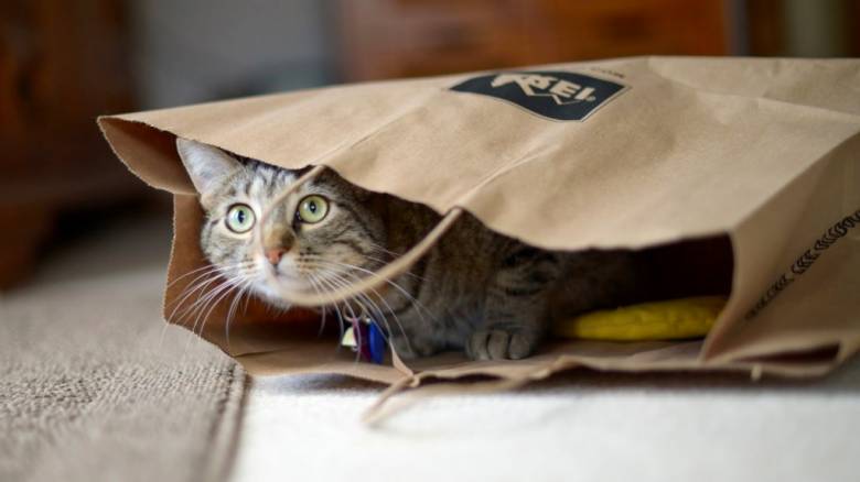 Sistem Tertutup Maupun Terbuka Hasilnya Sama Saja, "Kucing Kurap"